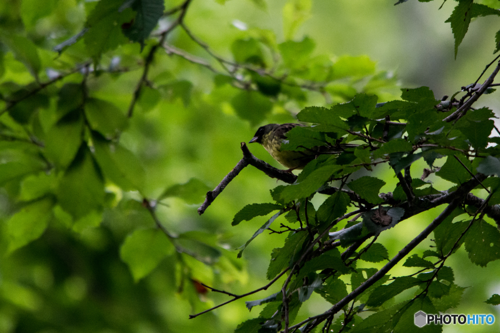 葉隠れ＾＾；；；