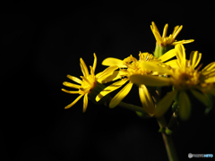 庭の花　朝日をうけて