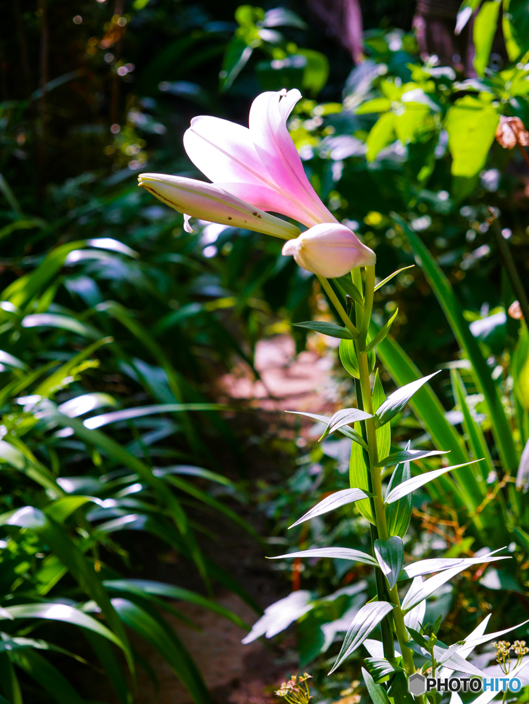 庭の花 ゆり