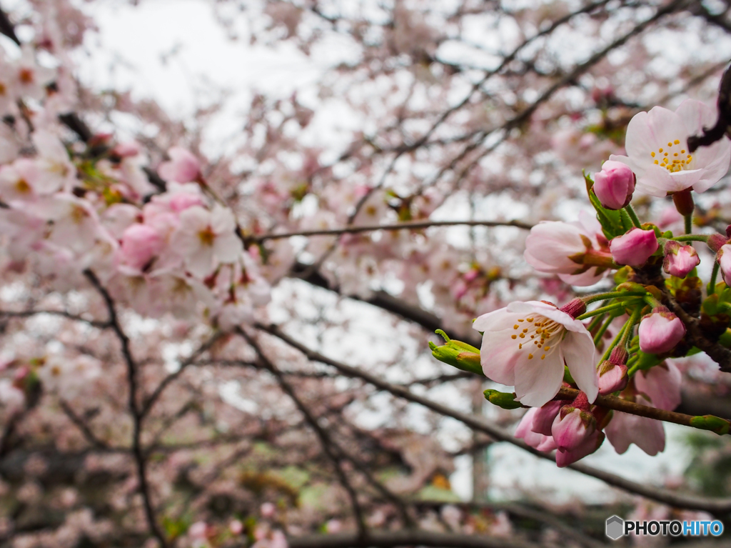 サクラ！満開？　(^^♪