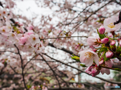サクラ！満開？　(^^♪
