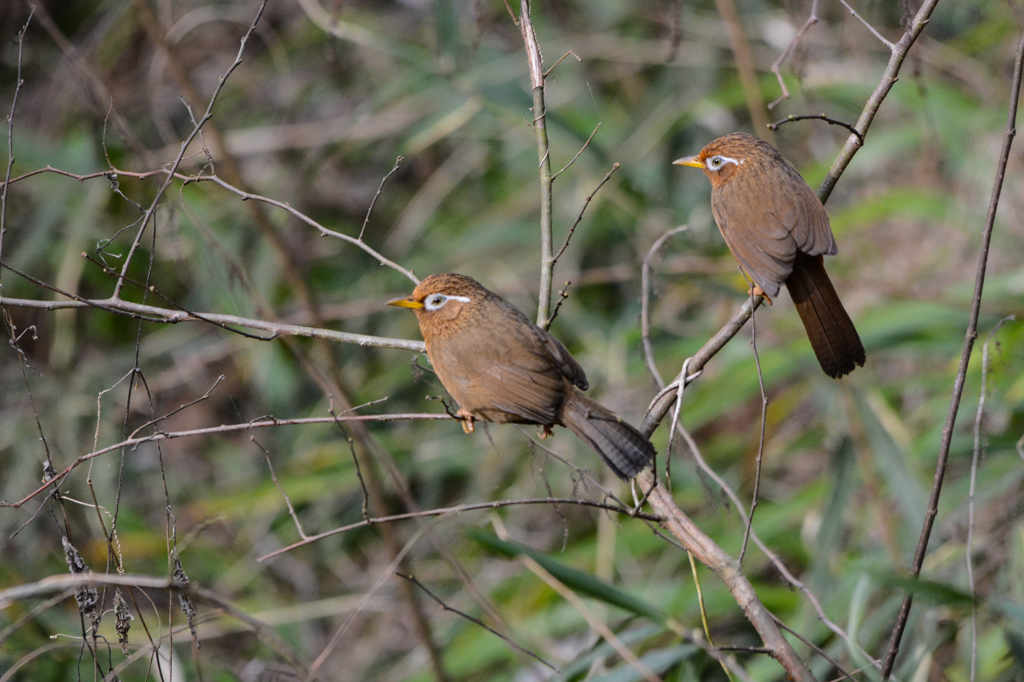 ガビガビ・・ガビチョウ(^^♪