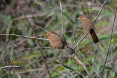 ガビガビ・・ガビチョウ(^^♪