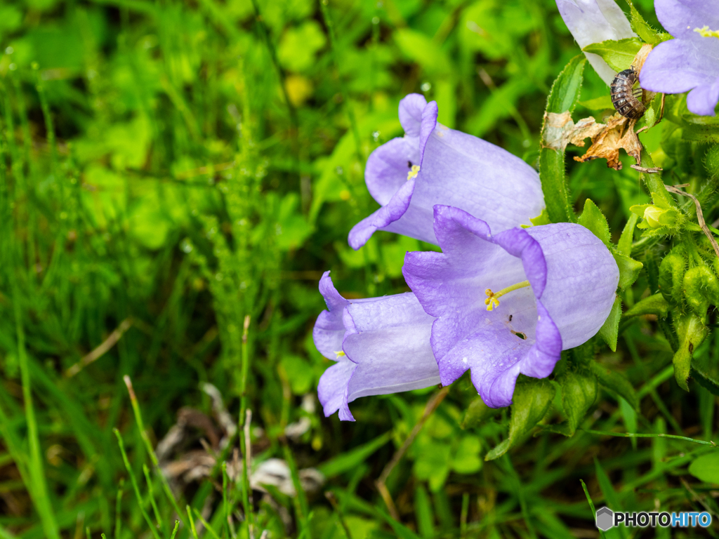 庭の花・カンパニュラ