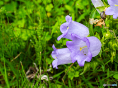 庭の花・カンパニュラ