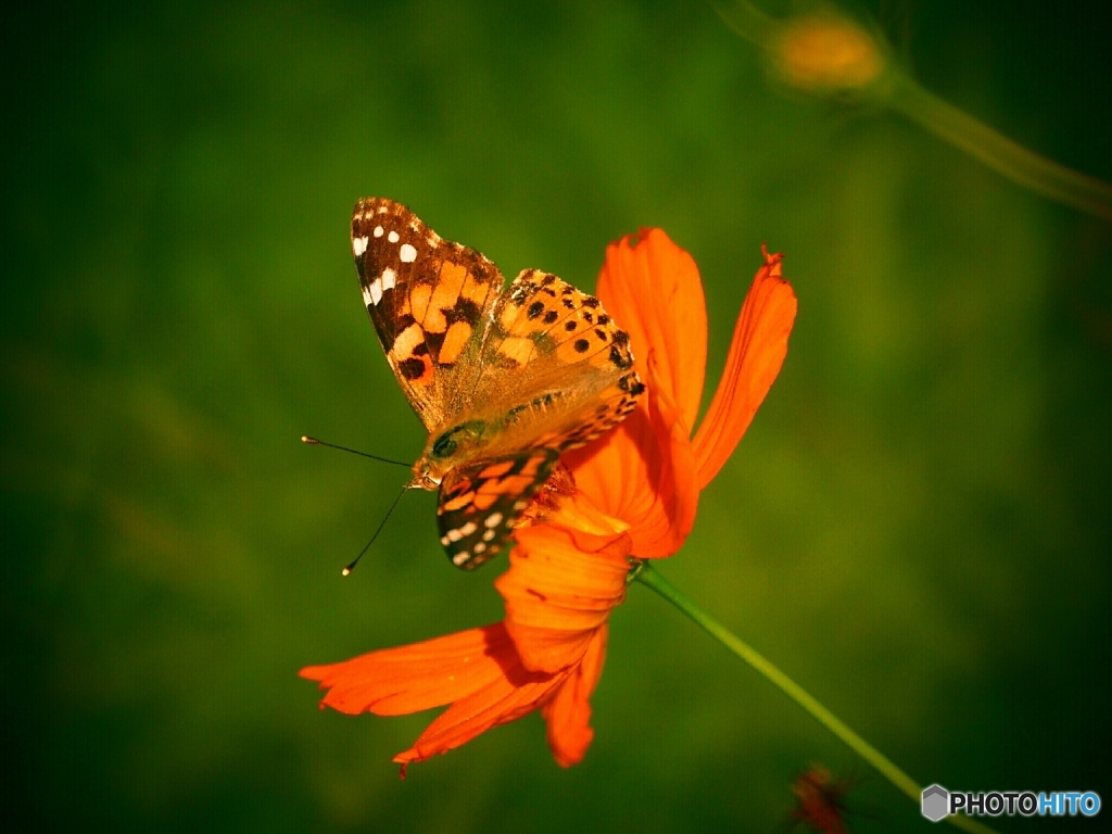 ヒョウモンチョウですかね？