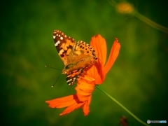 ヒョウモンチョウですかね？