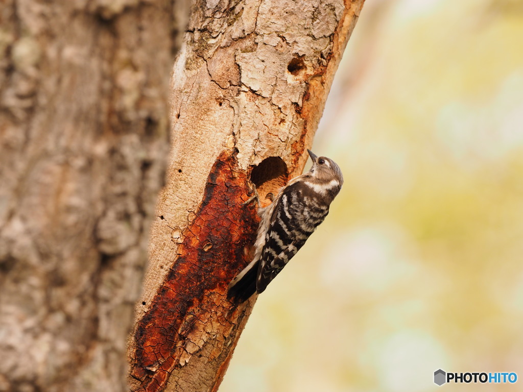 巣作りコゲラ(*^^)v