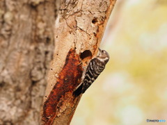 巣作りコゲラ(*^^)v