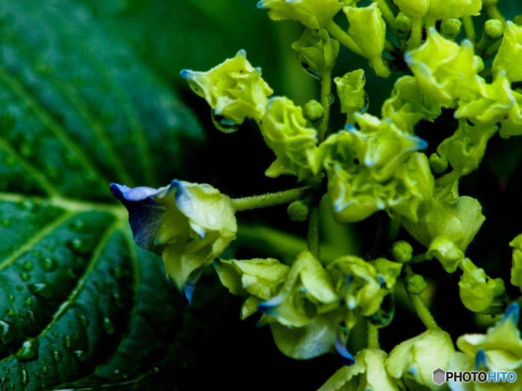 アジサイ、もう少しですね～