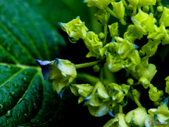 アジサイ、もう少しですね～