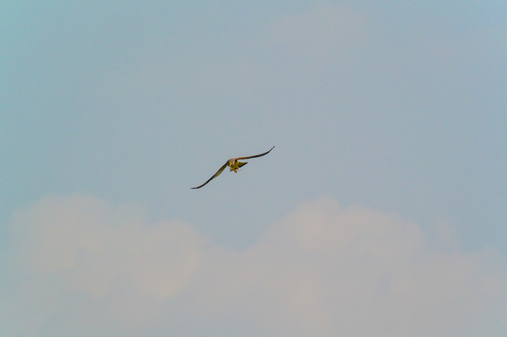 チョウゲンボウ(^_-)-☆