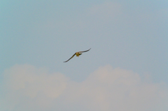 チョウゲンボウ(^_-)-☆