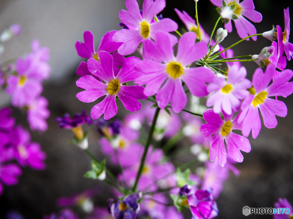 さくら　　草です(^-^;