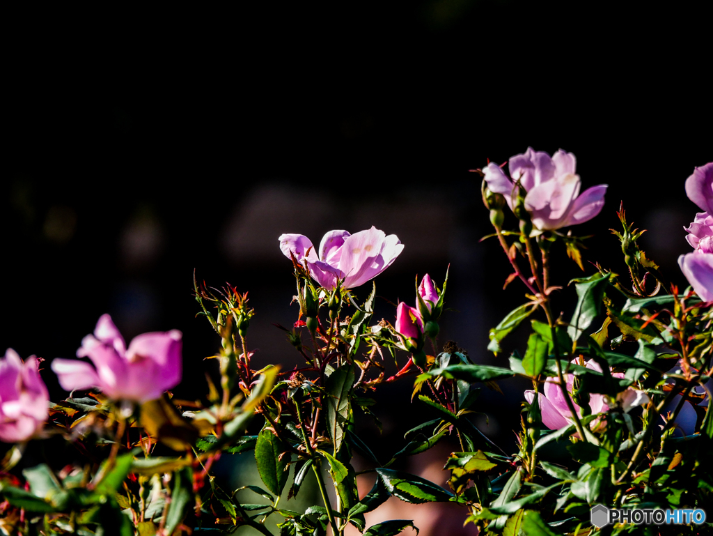 WinterRose-1121
