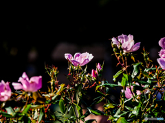 WinterRose-1121