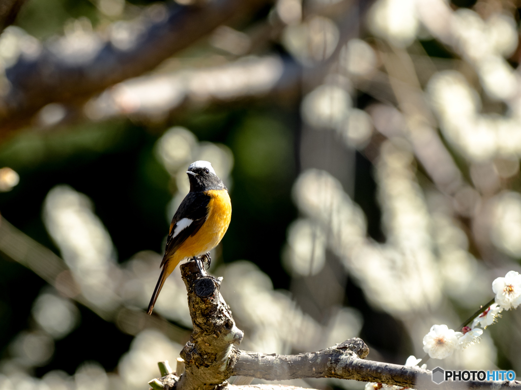 梅にジョウビタキ(^_-)-☆