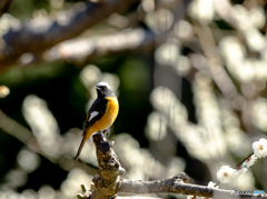 梅にジョウビタキ(^_-)-☆