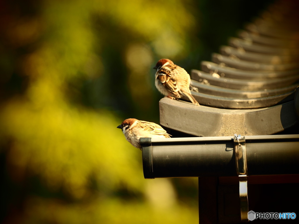 春の日差し(^_-)-☆