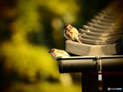 春の日差し(^_-)-☆