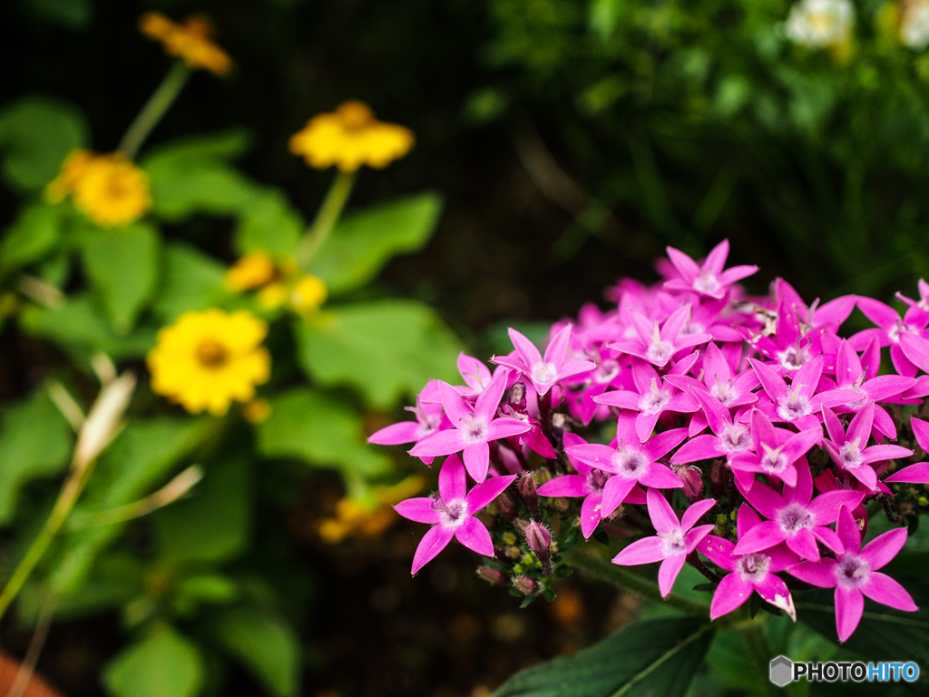 庭の花  名前は不明