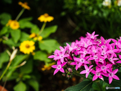 庭の花  名前は不明