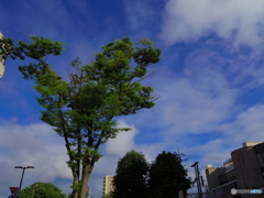 久しぶりの青空