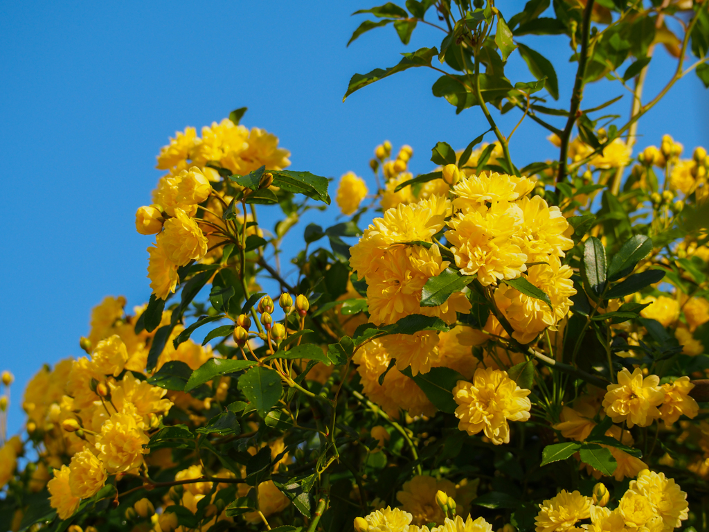 モッコウバラが綺麗(^_-)-☆