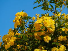 モッコウバラが綺麗(^_-)-☆