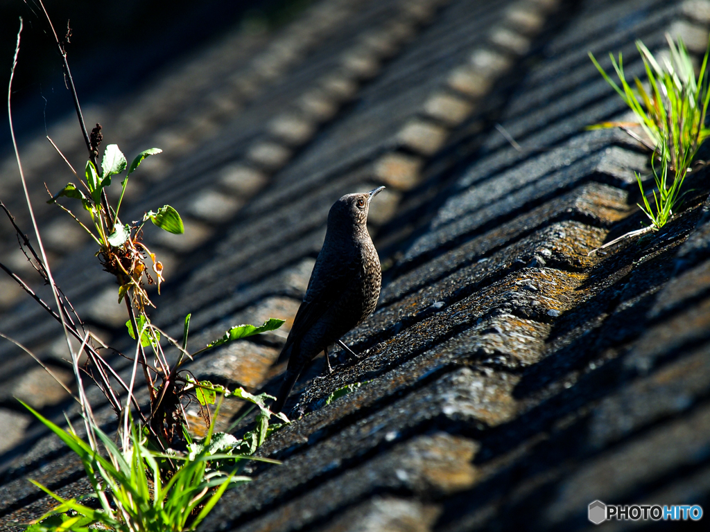 イソヒヨドリのお嬢さん(^^♪