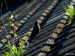 イソヒヨドリのお嬢さん(^^♪