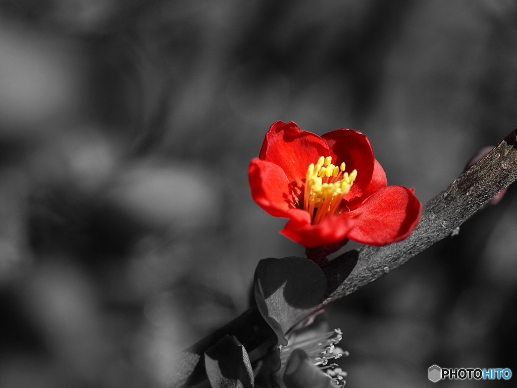 ボケ開花