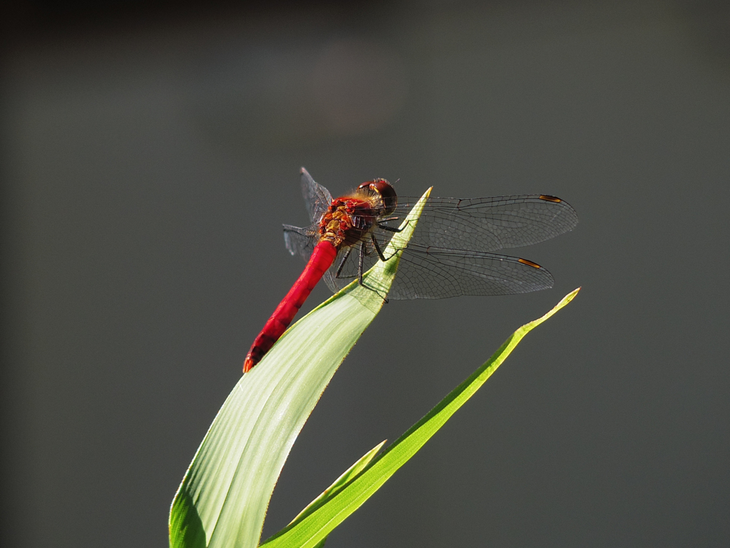 赤とんぼ　再び