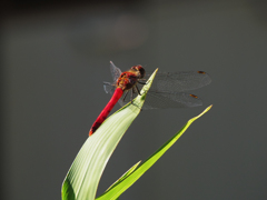 赤とんぼ　再び