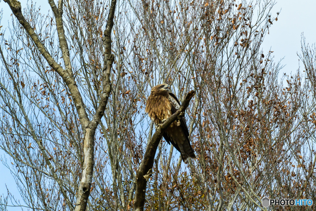 トビも迫力満点！