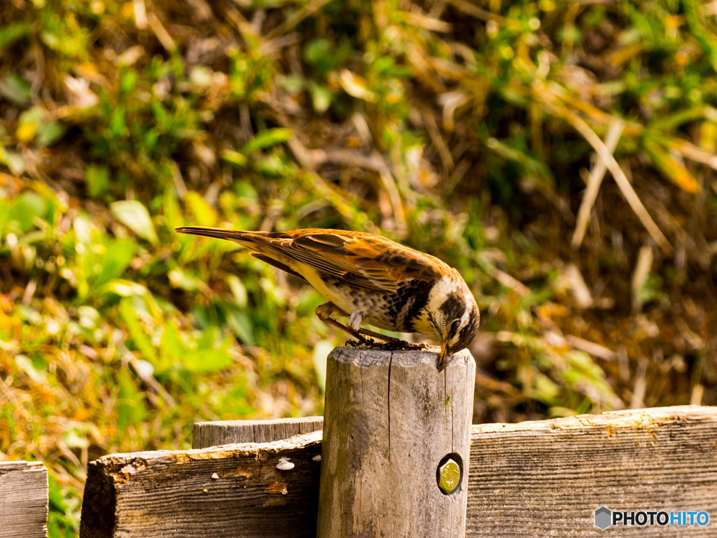 くちばしの手入れ？　ツグミです(^^♪