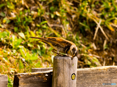 くちばしの手入れ？　ツグミです(^^♪
