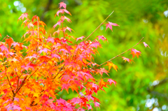 紅葉