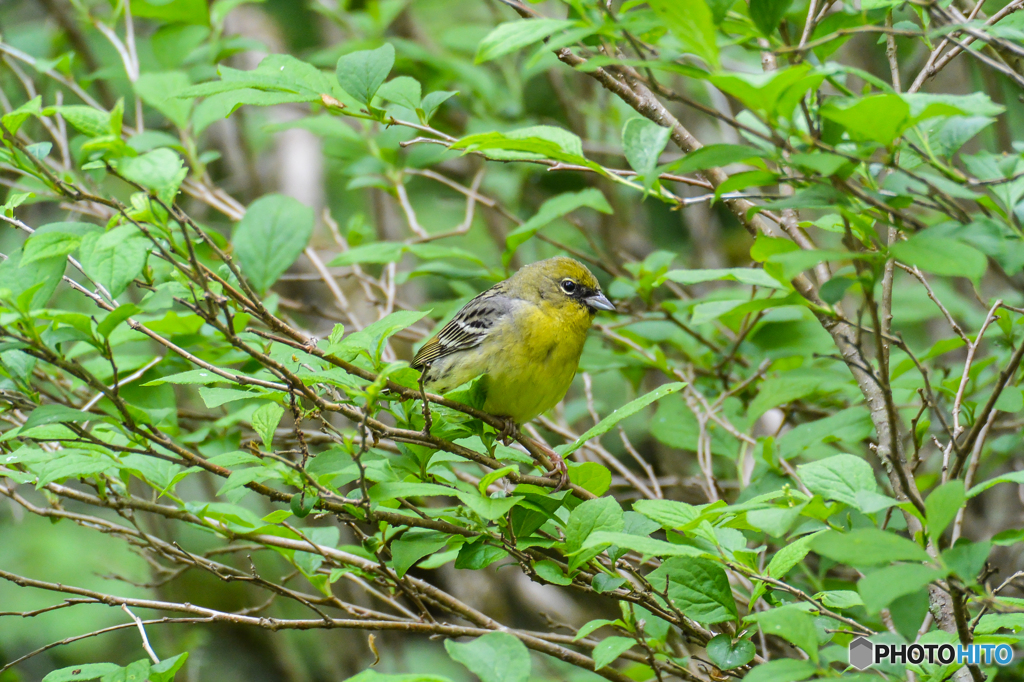 ノジコだそうです＾＾