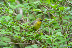 ノジコだそうです＾＾