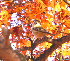 紅葉の中で