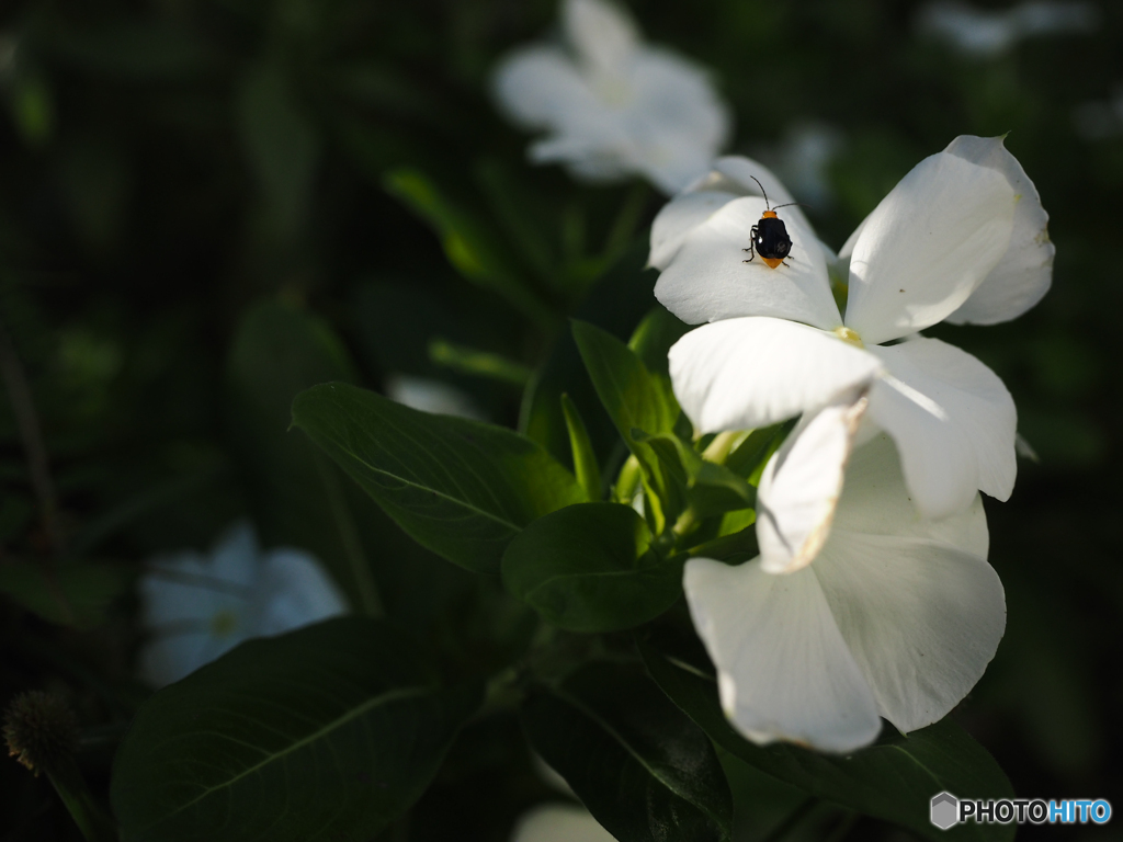 庭の花