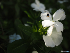 庭の花