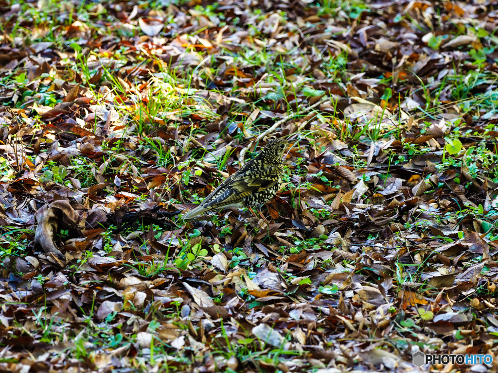 トラツグミですけど・・・