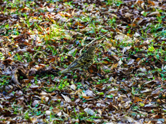 トラツグミですけど・・・