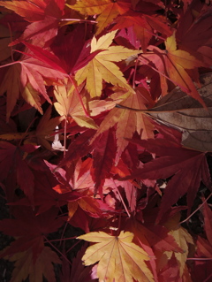 美しすぎる落葉