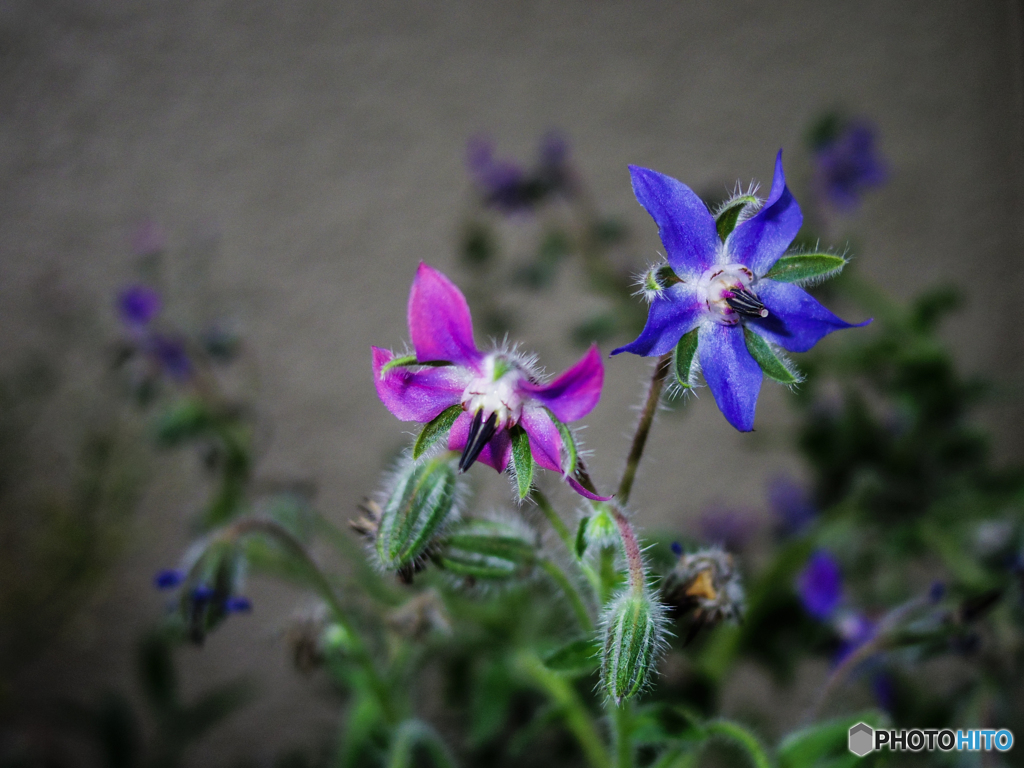 庭の花　懲りずに第8弾