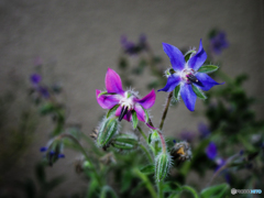 庭の花　懲りずに第8弾