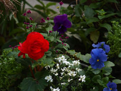庭の花-010278