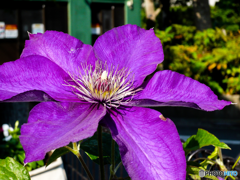 お隣の花